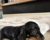 Dachshund (Miniature Smooth Haired)