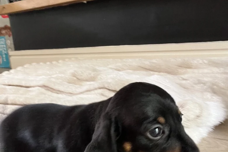 Dachshund (Miniature Smooth Haired)
