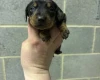 Dachshund (Miniature Smooth Haired)