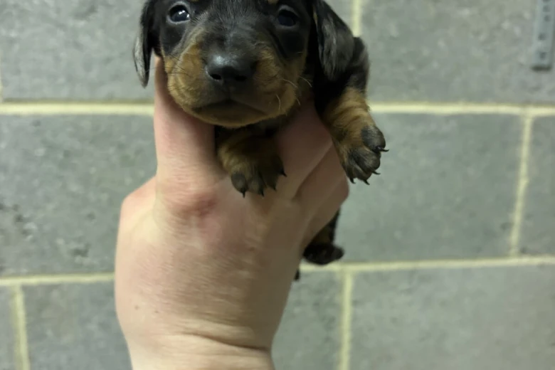 Dachshund (Miniature Smooth Haired)