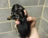 Dachshund (Miniature Smooth Haired)