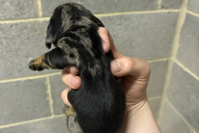 Dachshund (Miniature Smooth Haired)