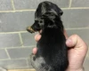 Dachshund (Miniature Smooth Haired)