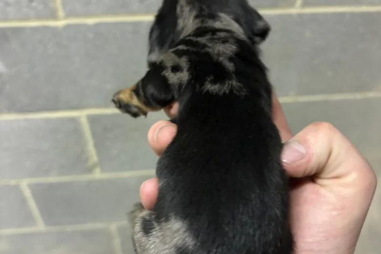 Dachshund (Miniature Smooth Haired)