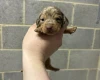 Dachshund (Miniature Smooth Haired)
