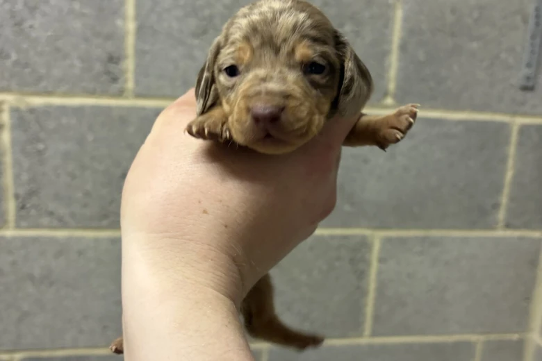 Dachshund (Miniature Smooth Haired)