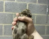Dachshund (Miniature Smooth Haired)
