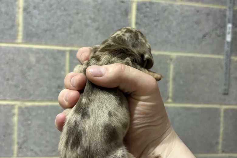 Dachshund (Miniature Smooth Haired)