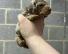 Dachshund (Miniature Smooth Haired)