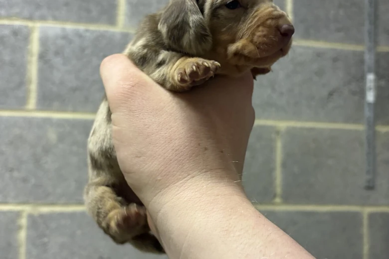 Dachshund (Miniature Smooth Haired)