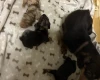 Dachshund (Miniature Smooth Haired)
