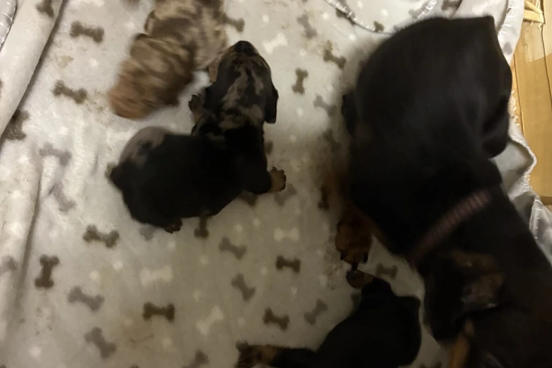 Dachshund (Miniature Smooth Haired)