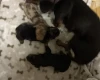 Dachshund (Miniature Smooth Haired)