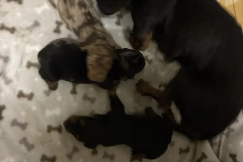 Dachshund (Miniature Smooth Haired)