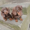 Dachshund (Miniature Smooth Haired)