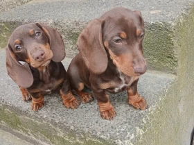 Dachshund (Miniature Smooth Haired)