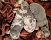 Dachshund (Miniature Smooth Haired)