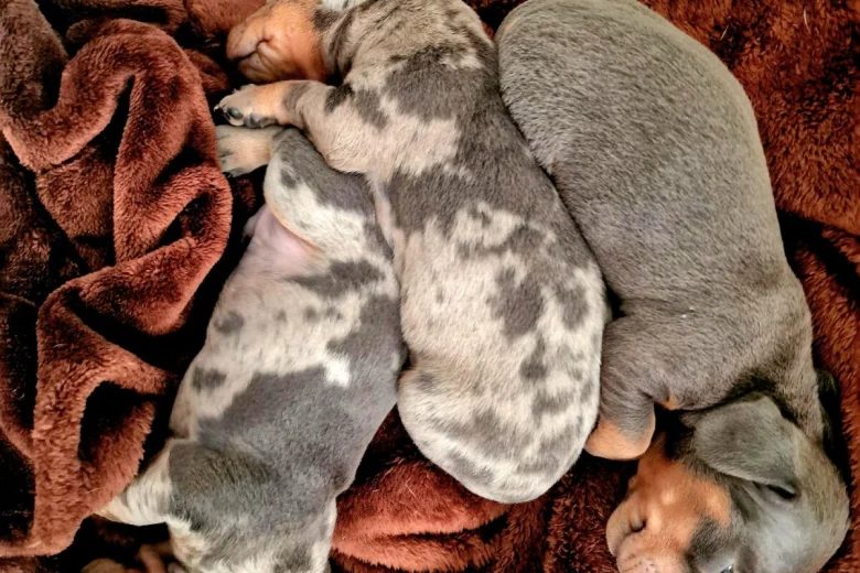 Dachshund (Miniature Smooth Haired)