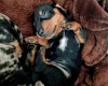 Dachshund (Miniature Smooth Haired)