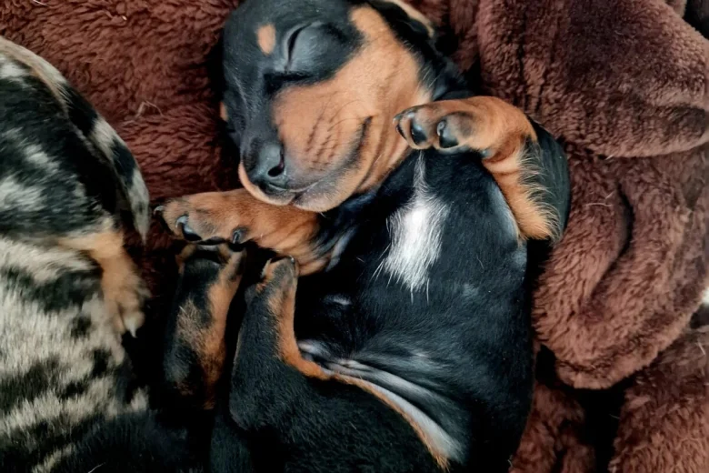 Dachshund (Miniature Smooth Haired)