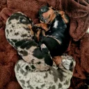 Dachshund (Miniature Smooth Haired)