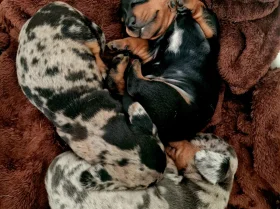 Dachshund (Miniature Smooth Haired)