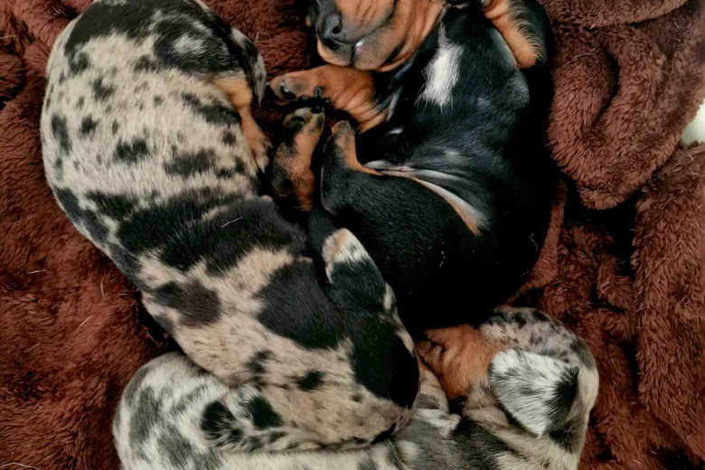 Dachshund (Miniature Smooth Haired)