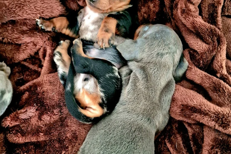 Dachshund (Miniature Smooth Haired)