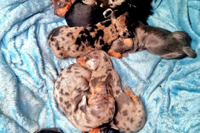 Dachshund (Miniature Smooth Haired)