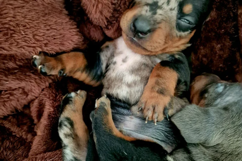 Dachshund (Miniature Smooth Haired)