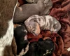 Dachshund (Miniature Smooth Haired)