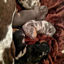 Dachshund (Miniature Smooth Haired)