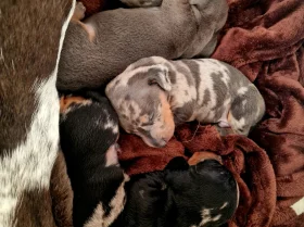 Dachshund (Miniature Smooth Haired)