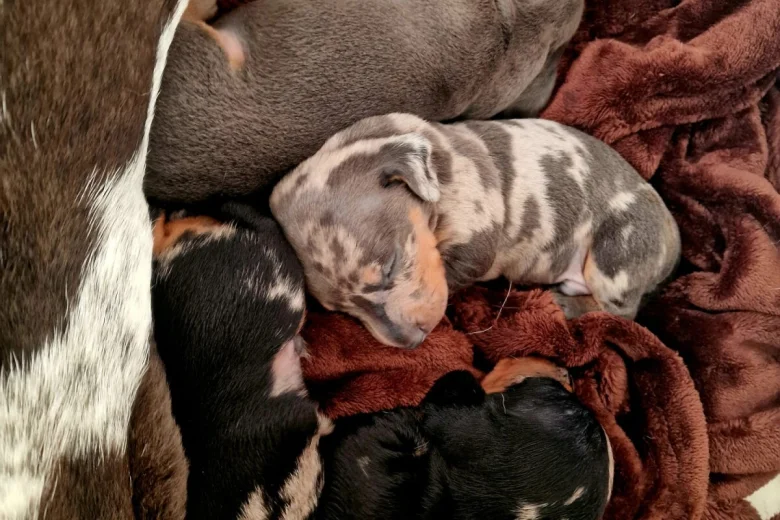 Dachshund (Miniature Smooth Haired)