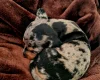 Dachshund (Miniature Smooth Haired)