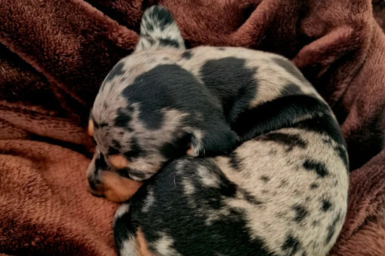 Dachshund (Miniature Smooth Haired)