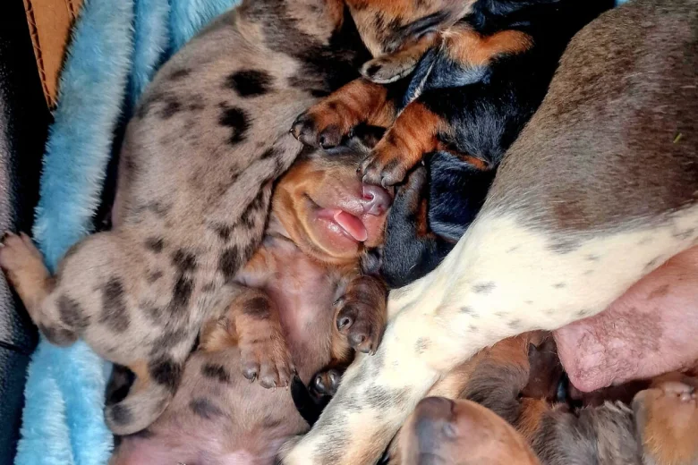 Dachshund (Miniature Smooth Haired)