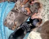 Dachshund (Miniature Smooth Haired)
