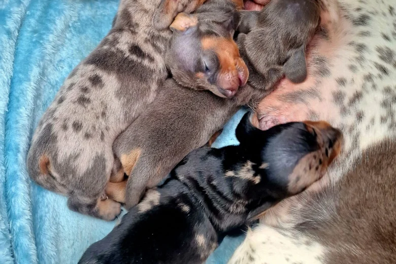 Dachshund (Miniature Smooth Haired)