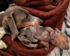 Dachshund (Miniature Smooth Haired)