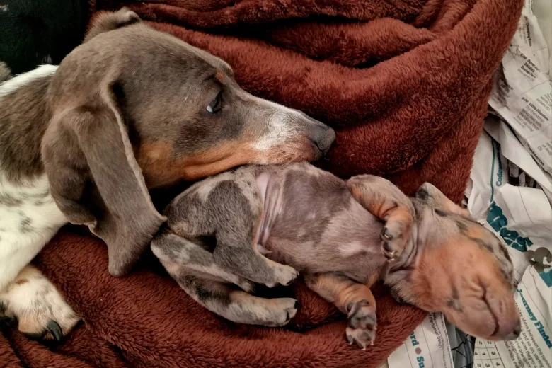 Dachshund (Miniature Smooth Haired)