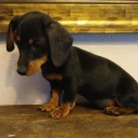Dachshund (Miniature Smooth Haired)