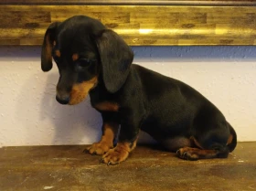 Dachshund (Miniature Smooth Haired)