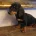 Dachshund (Miniature Smooth Haired)