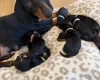 Dachshund (Miniature Smooth Haired)