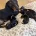 Dachshund (Miniature Smooth Haired)