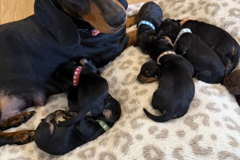 Dachshund (Miniature Smooth Haired)