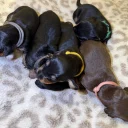 Dachshund (Miniature Smooth Haired)