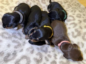 Dachshund (Miniature Smooth Haired)
