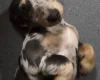 Dachshund (Smooth Haired)